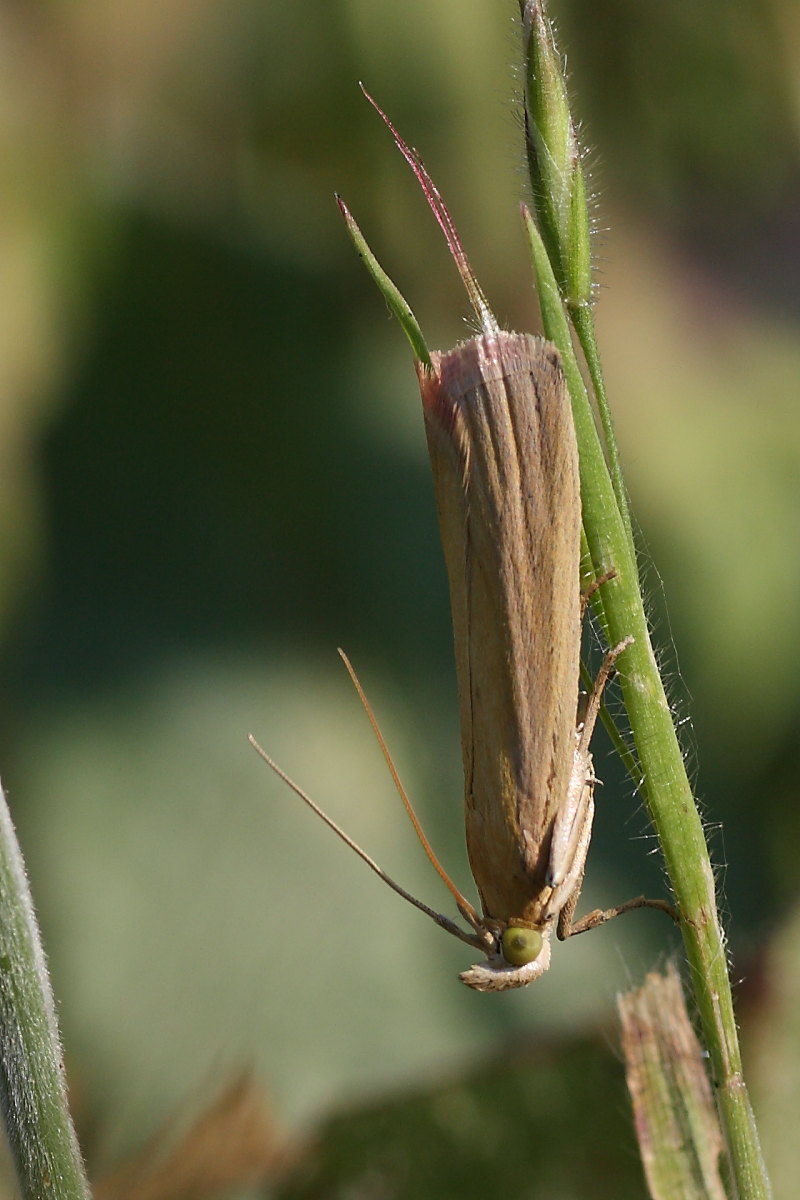 Piccola farfalla da identificare