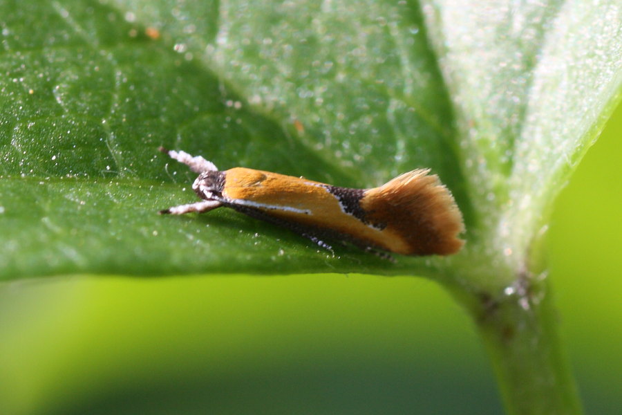 Microlepidottero da identificare