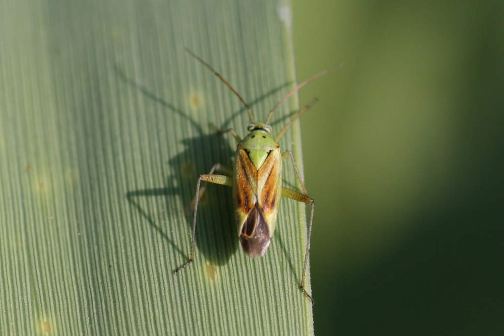 Miridae: Closterotomus norwegicus di Agugliano (AN)