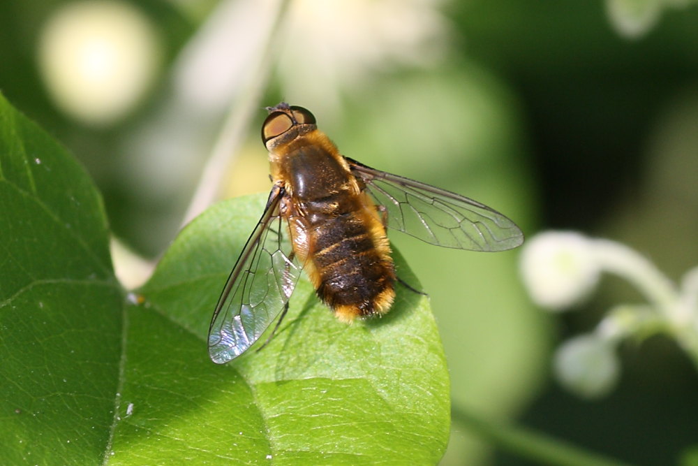 Bombyliidae da identificare