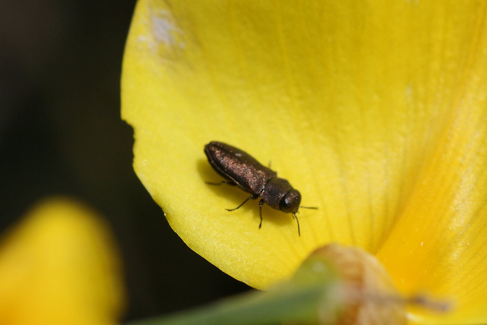 Anthaxia funerula ?