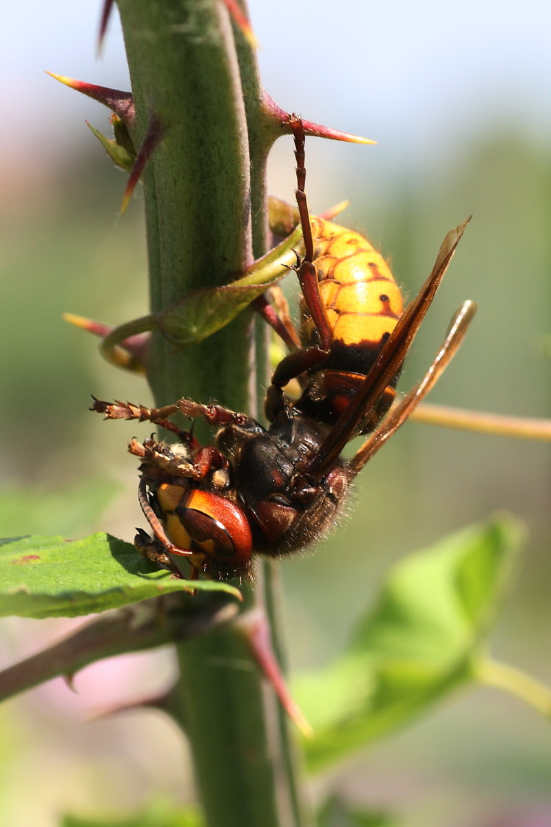 Vespa crabro intenta a pulire una preda