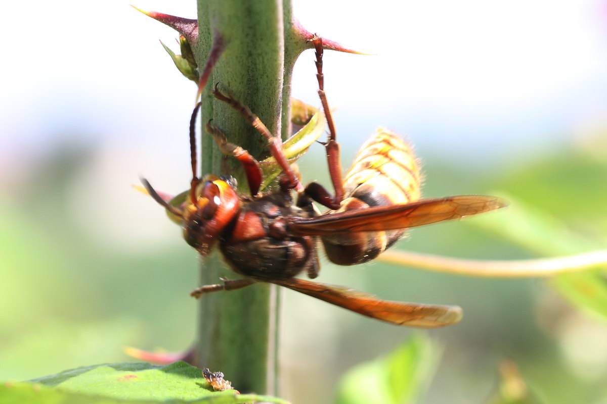 Vespa crabro intenta a pulire una preda