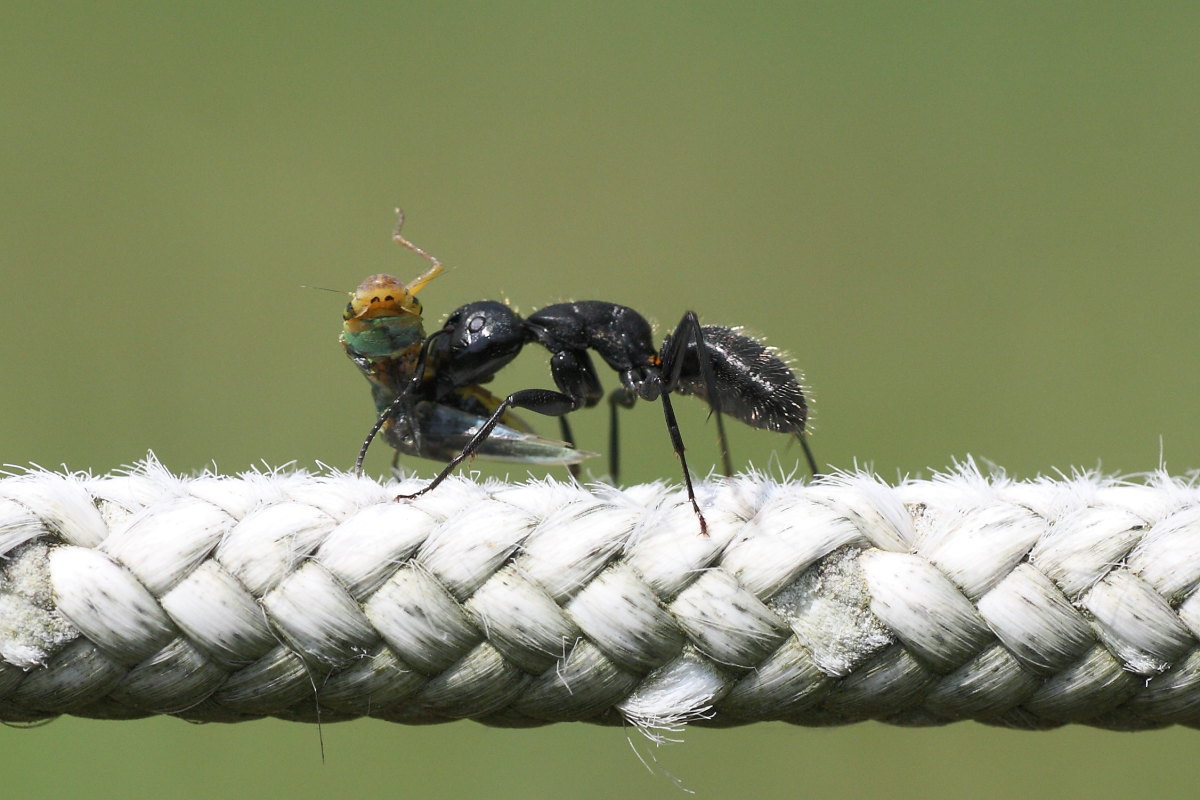 Camponotus vagus con preda (Cicadellidae)