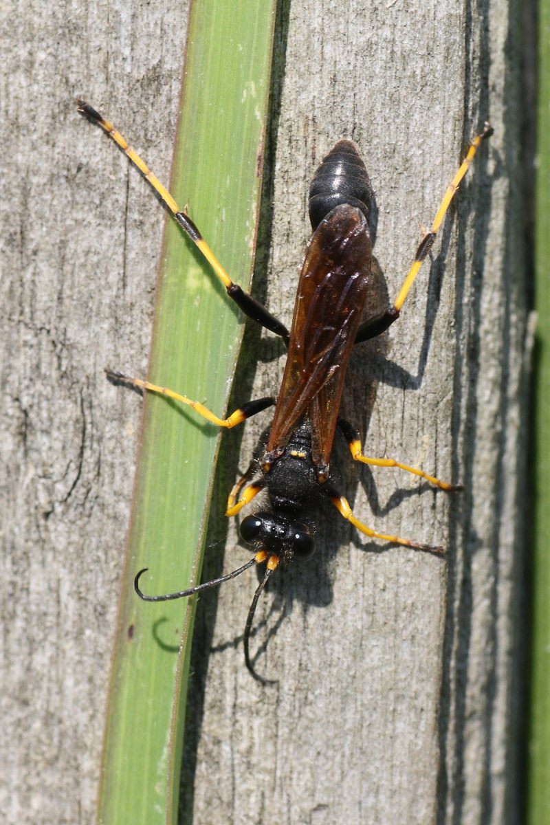 Sceliphron caementarium