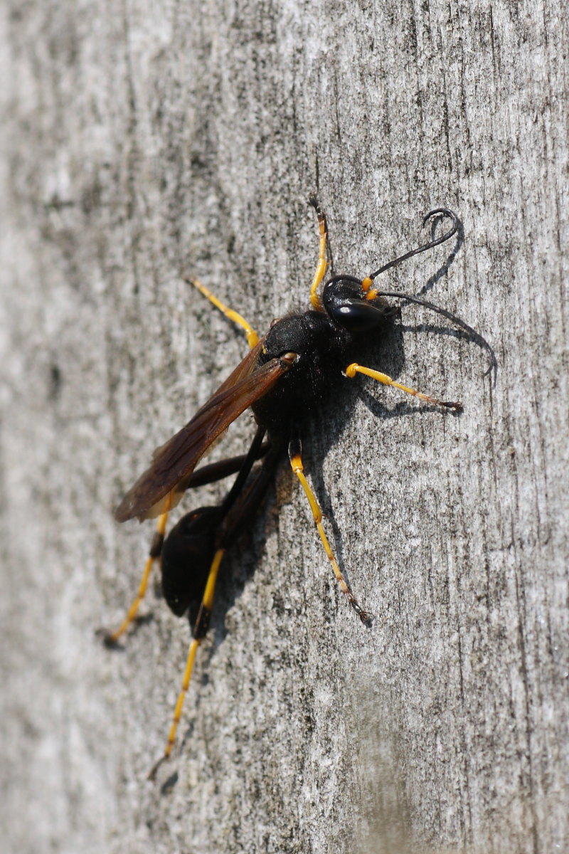 Sceliphron caementarium
