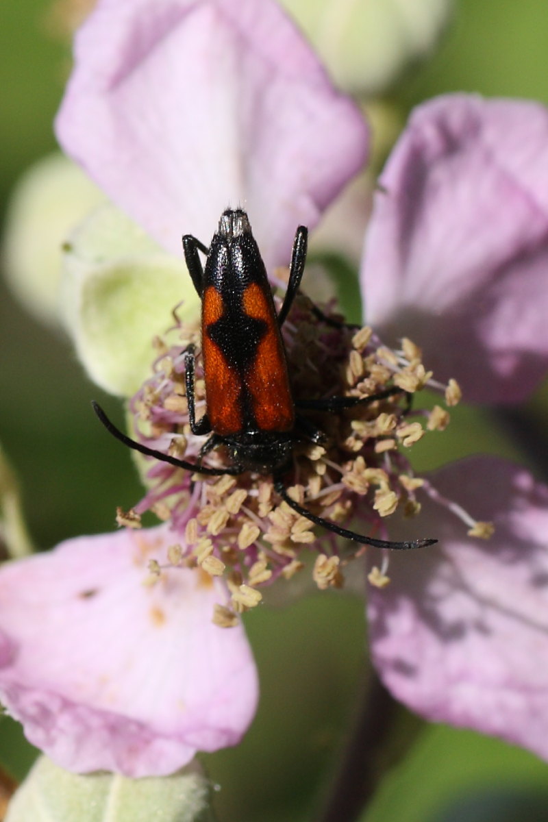 Stenurella bifasciata  in accoppiamento