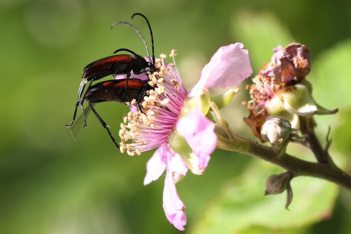 Stenurella bifasciata  in accoppiamento