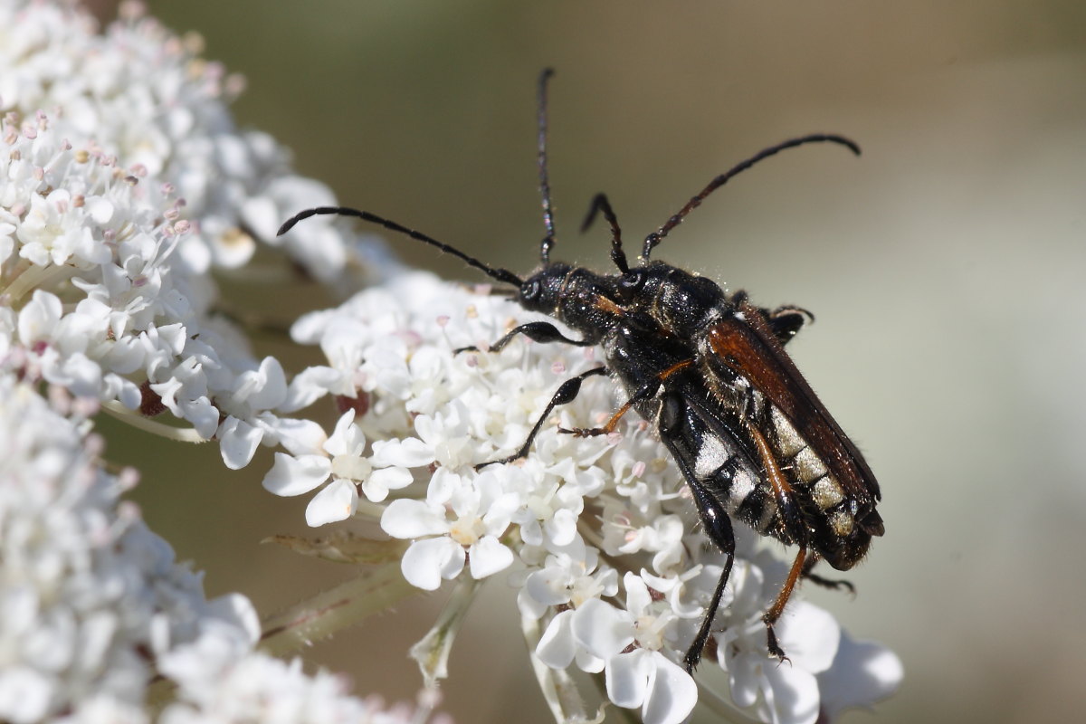 Stenopterus ater in accoppiamento
