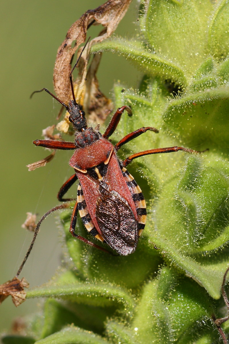 Reduviidae: Rhynocoris erythropus delle Marche (AN)