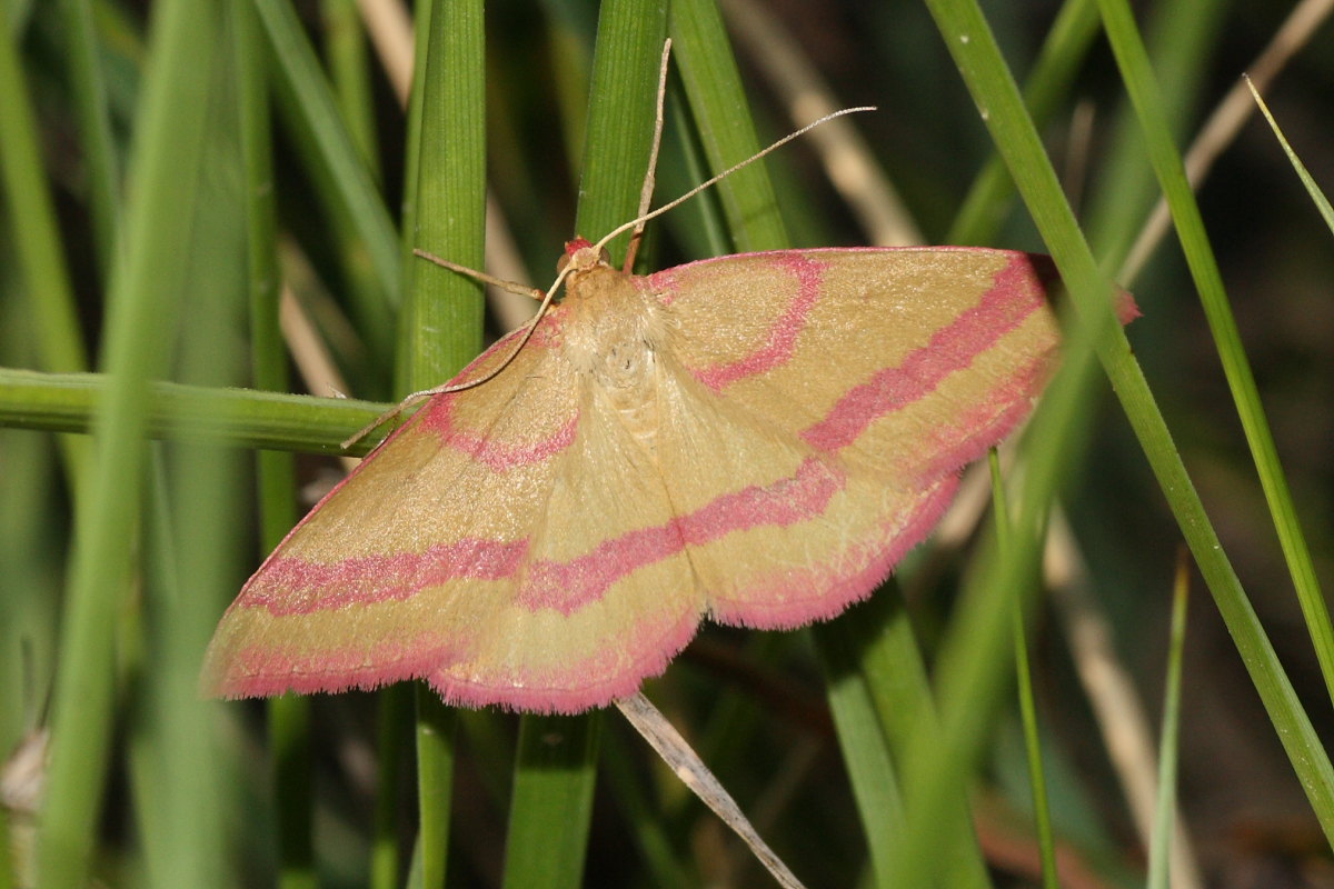 Geometridae da identificare 1