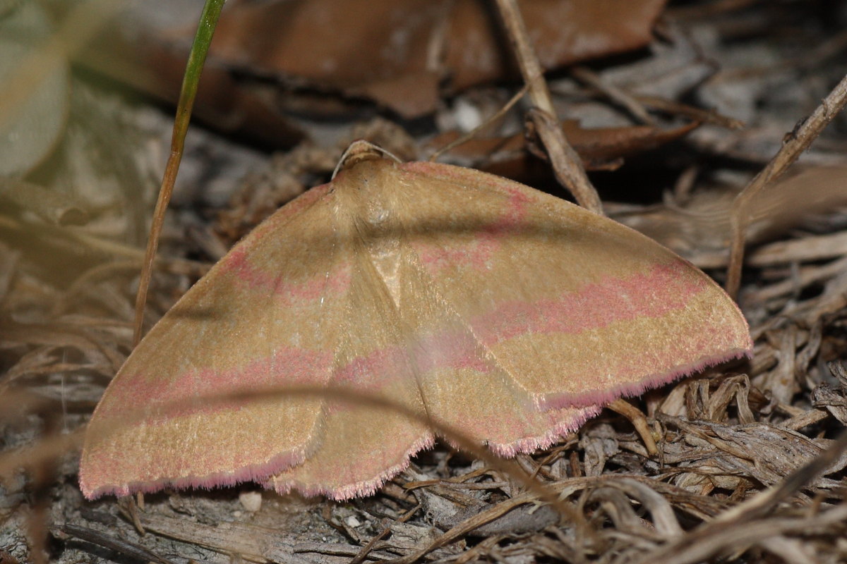 Geometridae da identificare 1