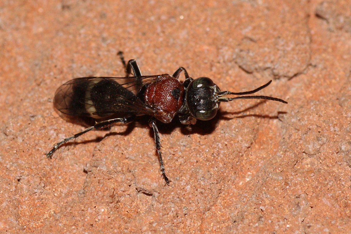 Da identificare: Oryttus concinnus