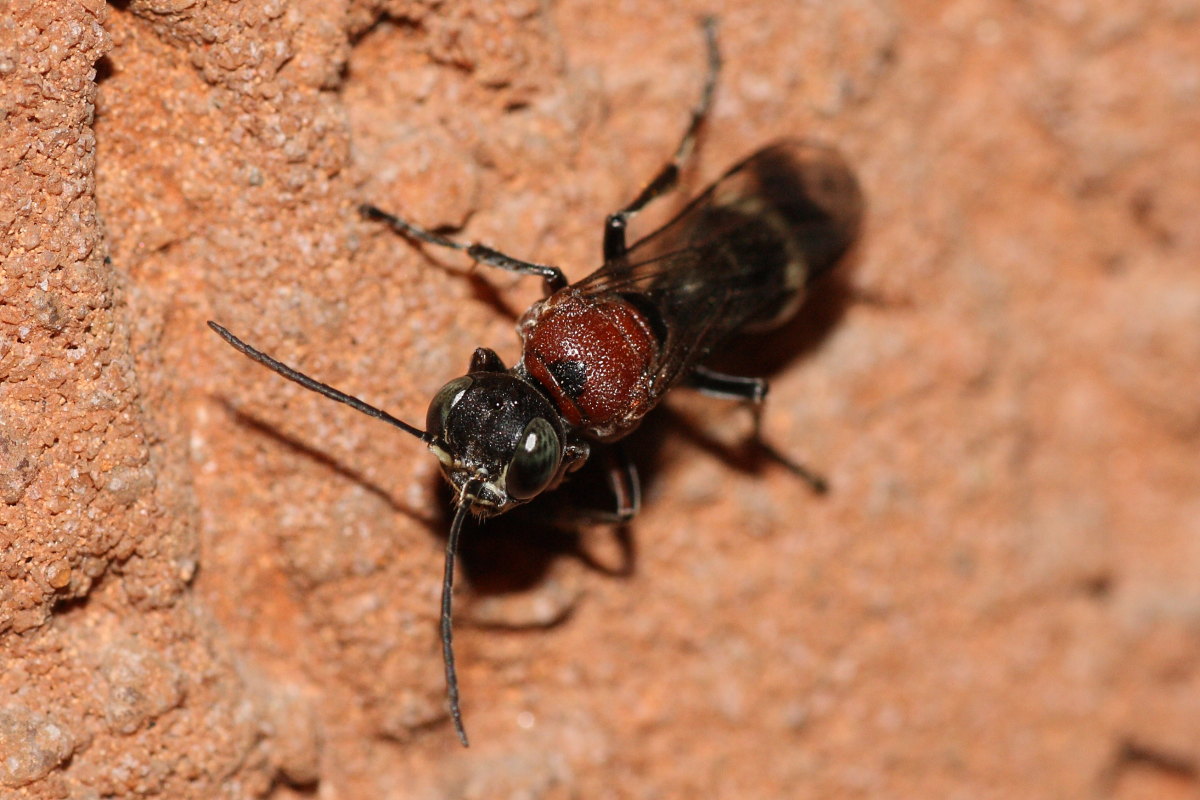 Da identificare: Oryttus concinnus