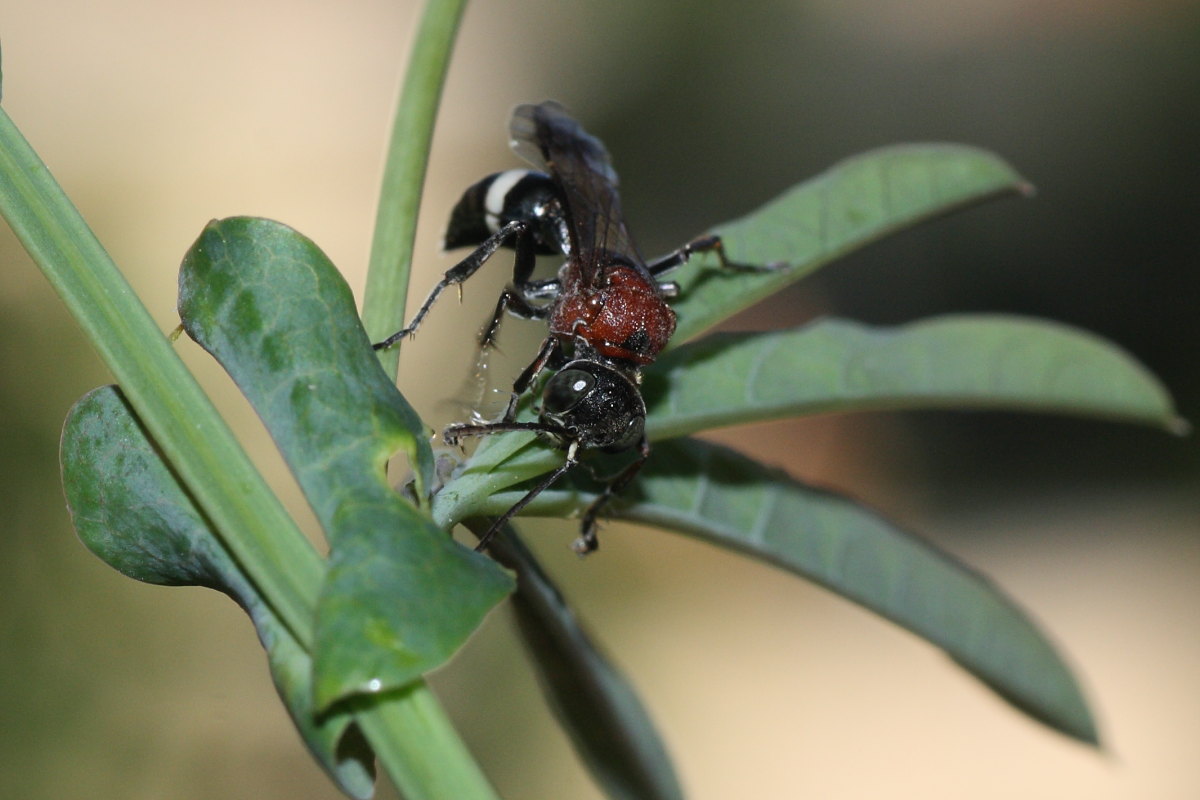 Da identificare: Oryttus concinnus