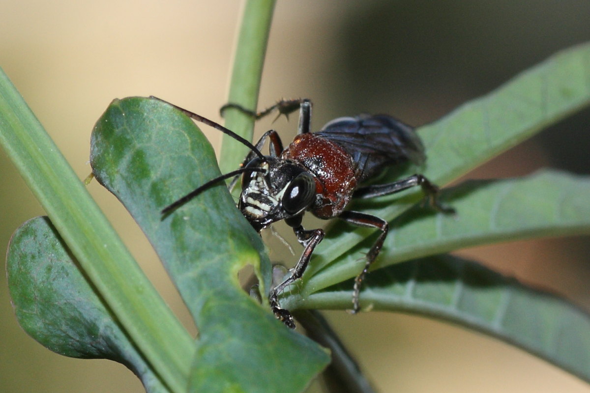 Da identificare: Oryttus concinnus