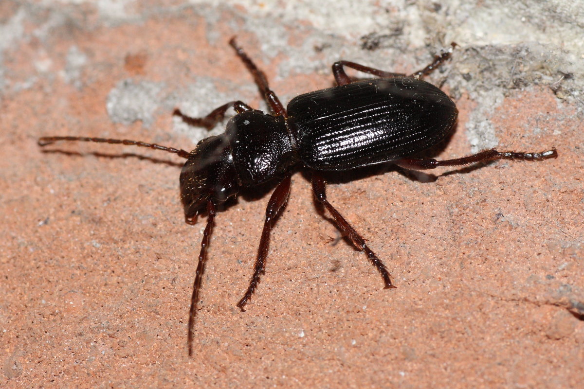 Da identificare: Tschitscherinellus cordatus