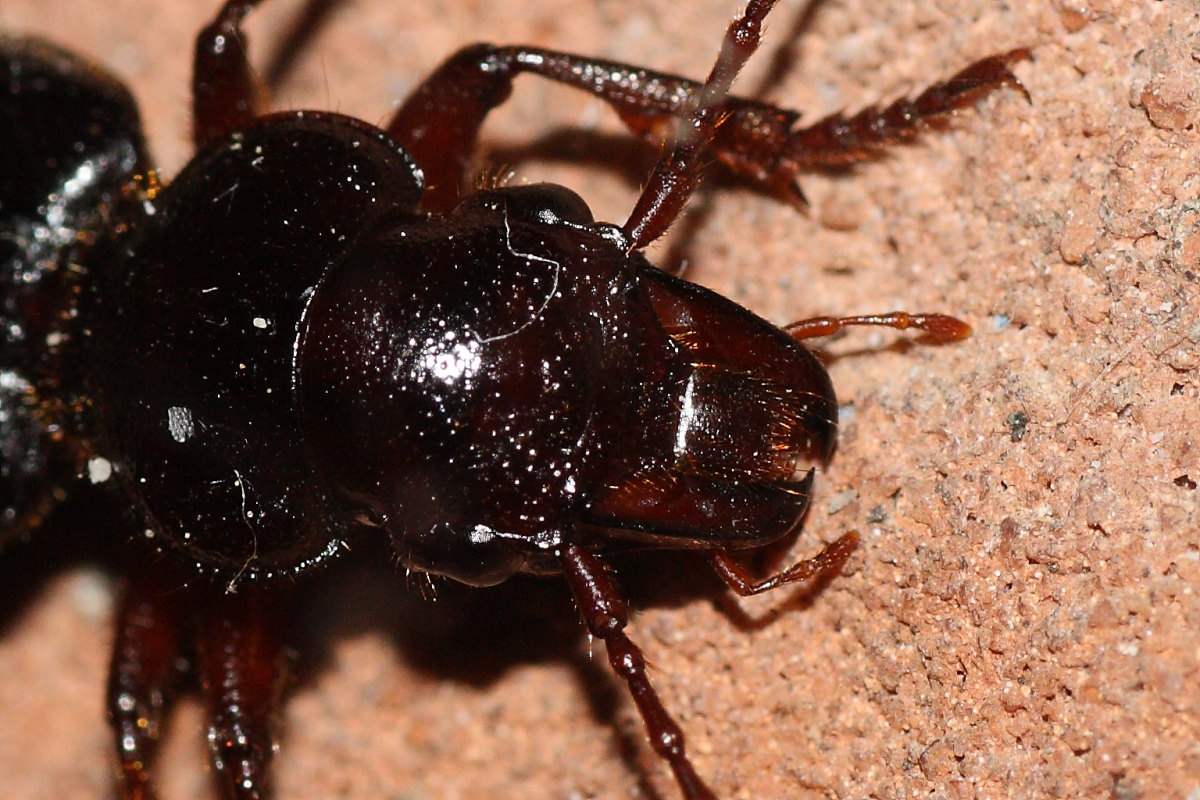 Da identificare: Tschitscherinellus cordatus