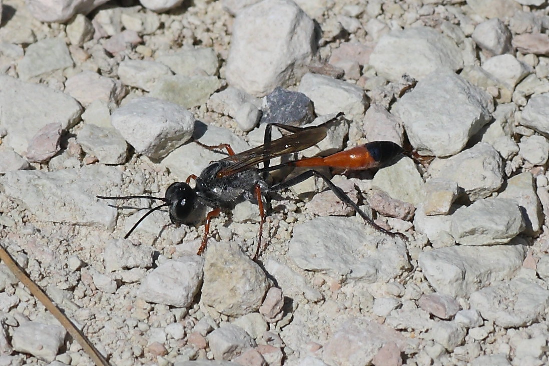 Ammophila heydeni heydeni (Sphecidae)