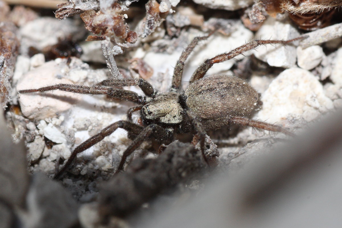 Nomisia sp.