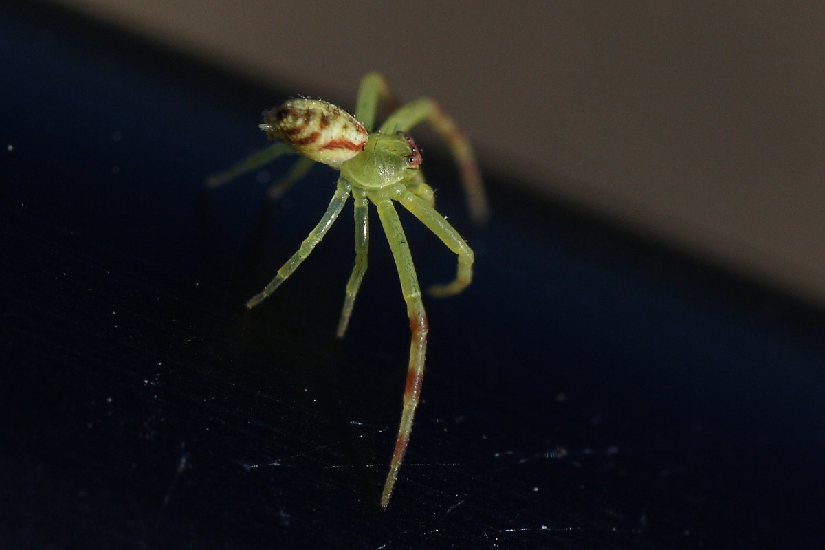 Diaea dorsata; maschio subadulto - Ancona