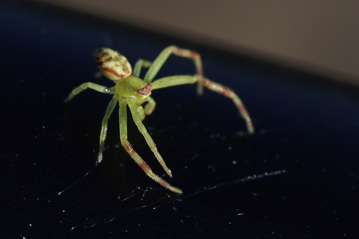 Diaea dorsata; maschio subadulto - Ancona