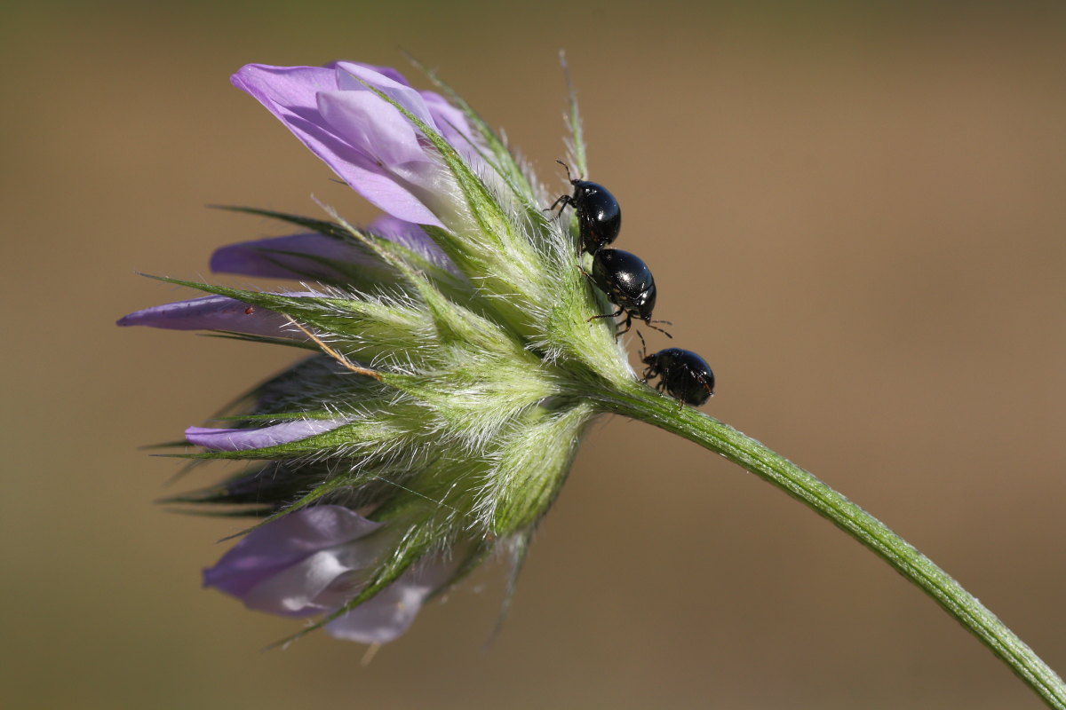 Plataspidae: Coptosoma scutellatum del m.te Conero