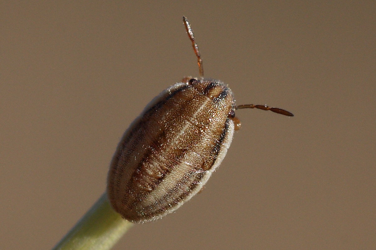 Da identificare 2