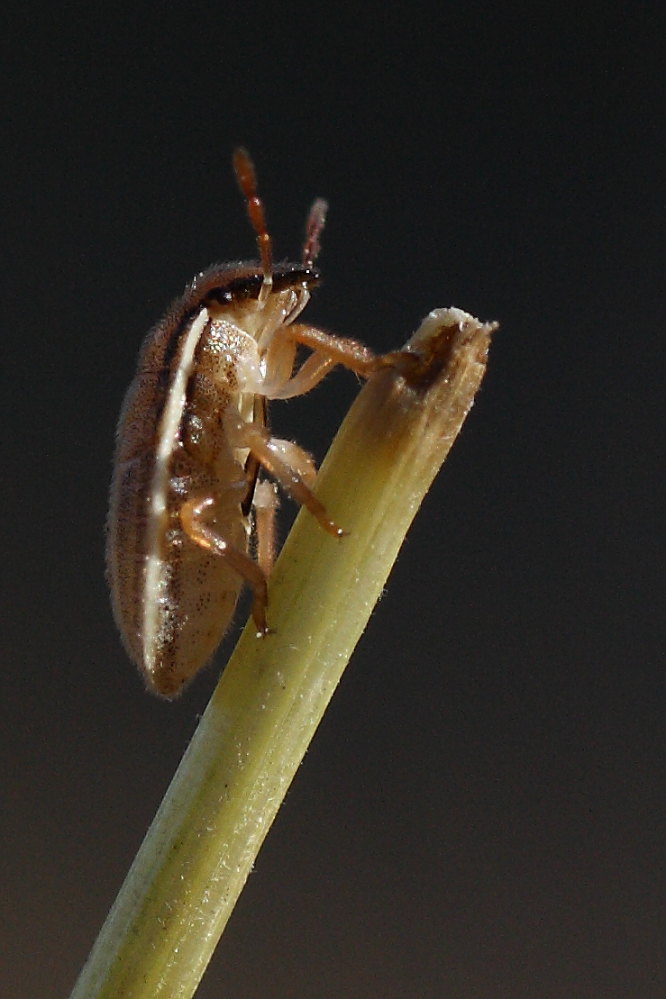 Da identificare 2