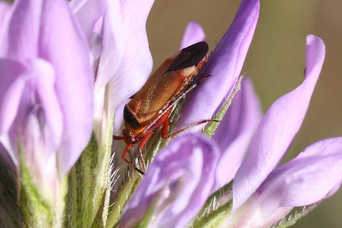 Miridae: Adelphocoris vandalicus delle Marche (AN)