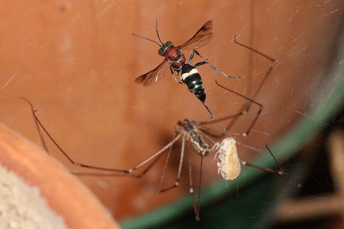 Holocnemus pluchei vs. Oryttus concinnus