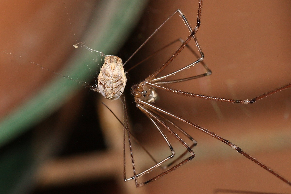 Holocnemus pluchei vs. Oryttus concinnus