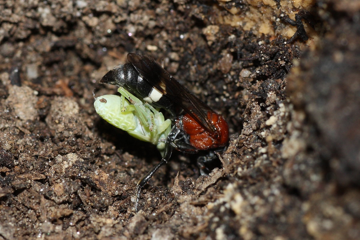 Da identificare: Oryttus concinnus