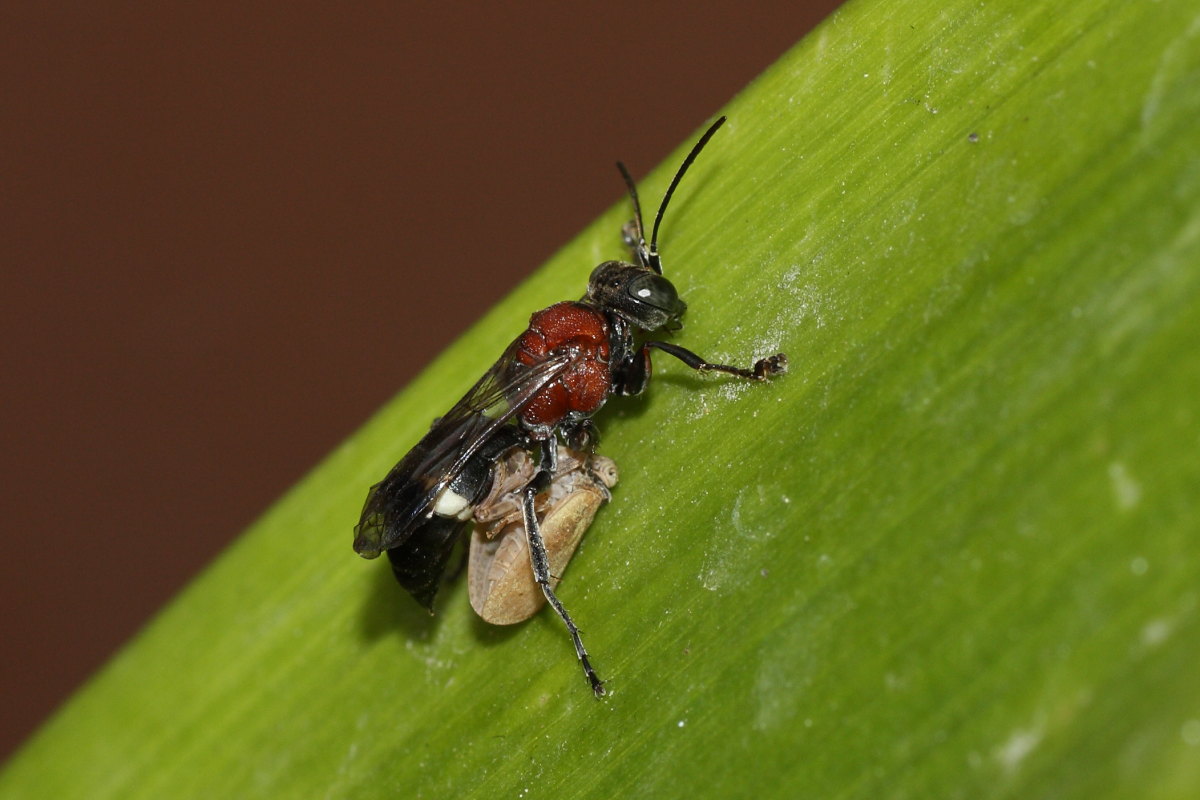 Da identificare: Oryttus concinnus