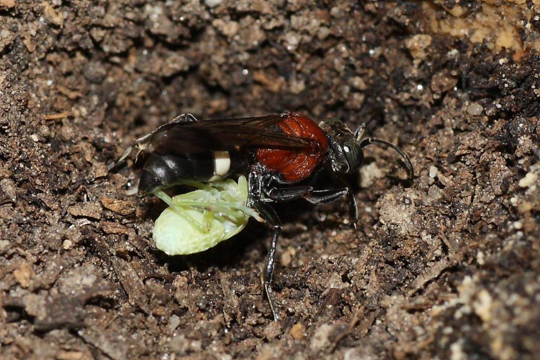 Da identificare: Oryttus concinnus