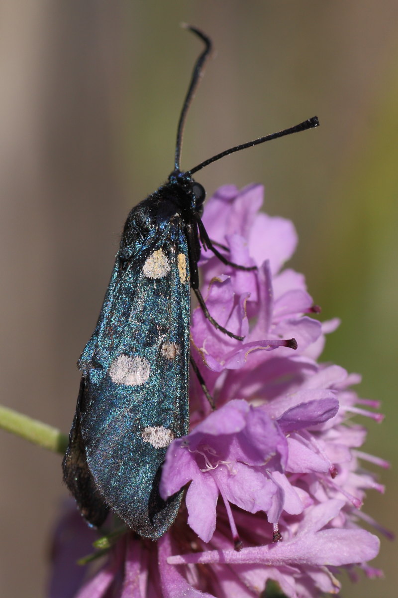 Zygaena ephialtes?