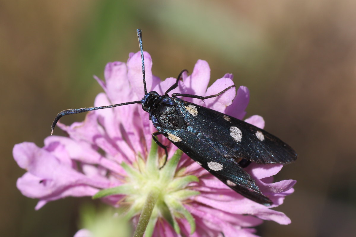 Zygaena ephialtes?