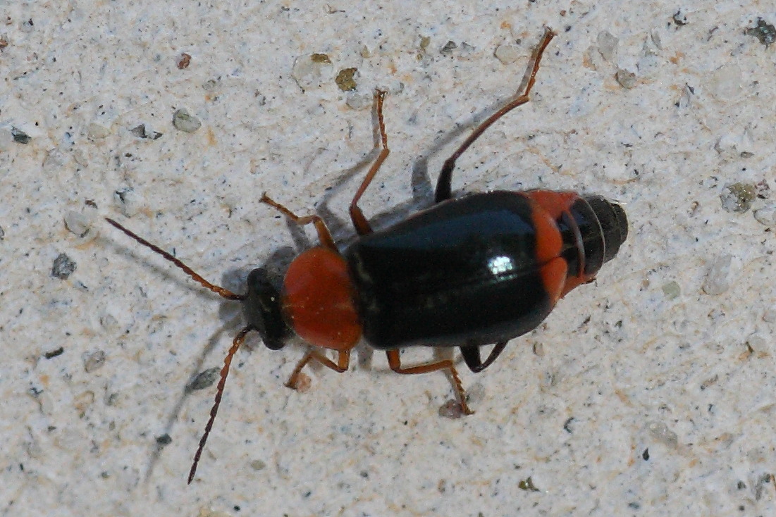 Malachiidae (Ebaeus collaris?)