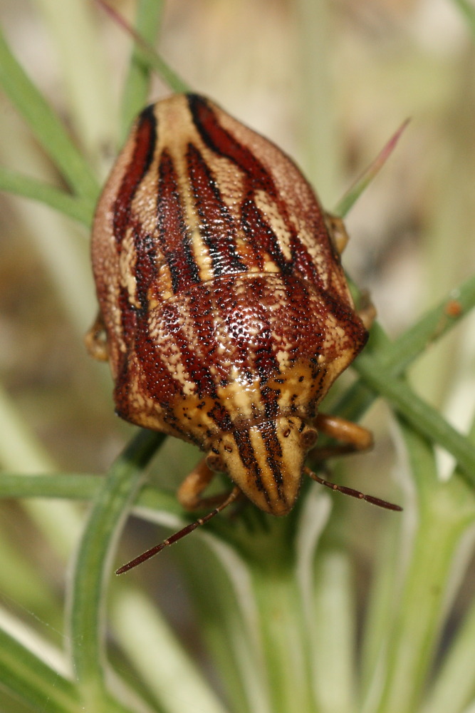 Odontotarsus purpureolineatus? S