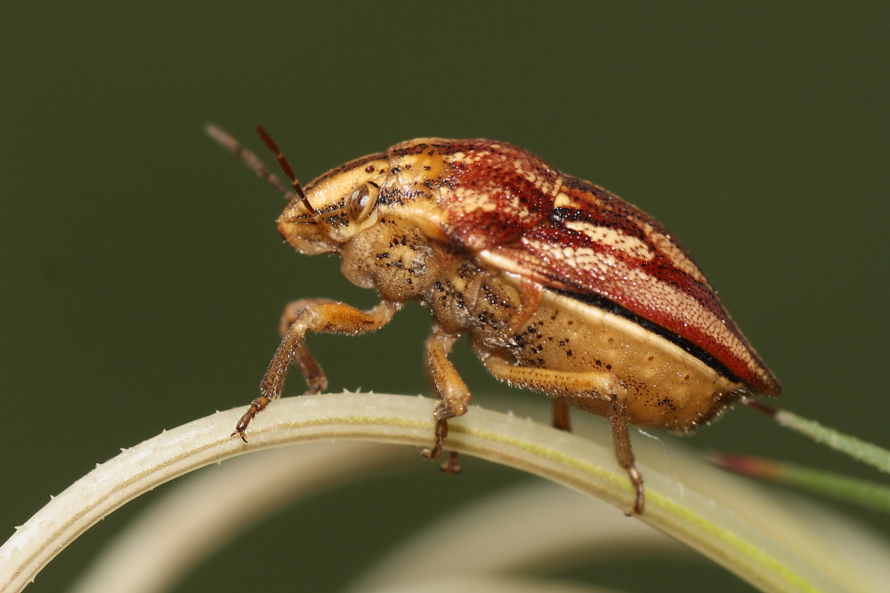 Odontotarsus purpureolineatus? S