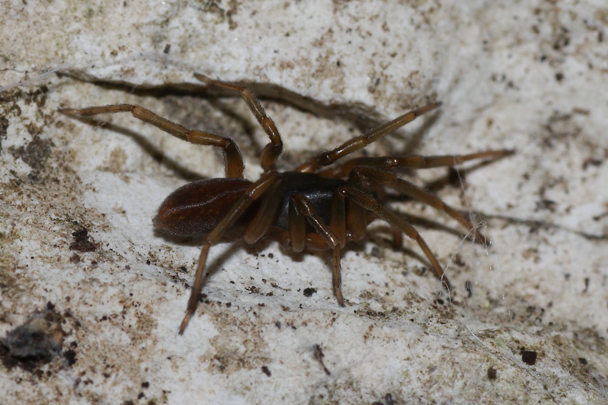 Harpactea sp.