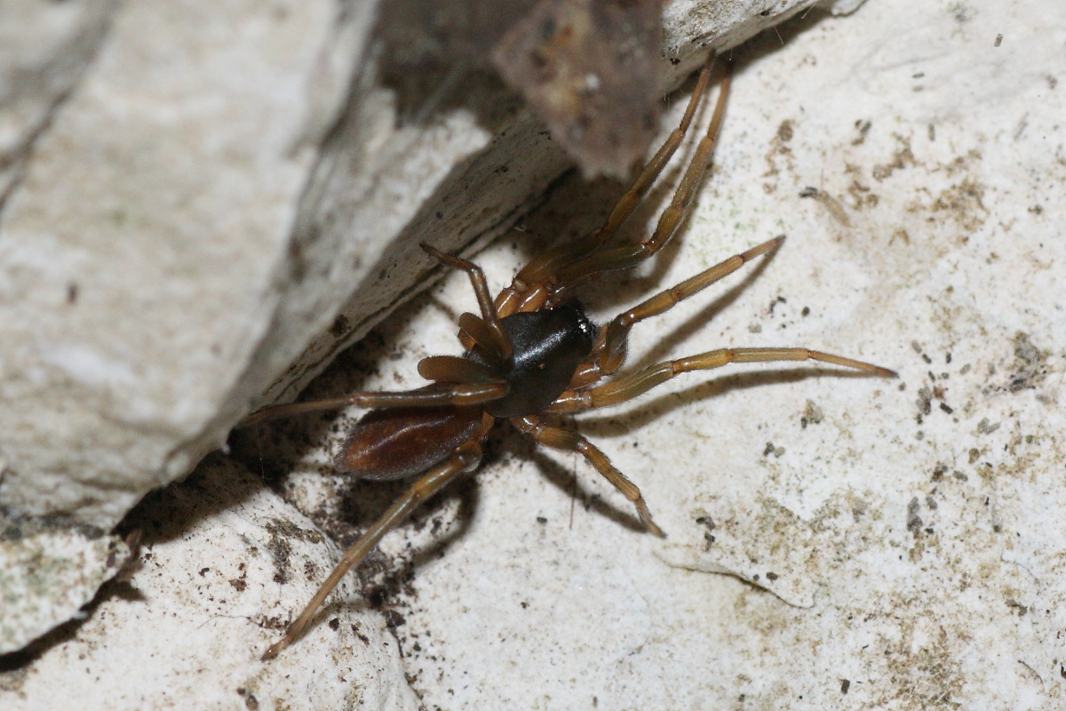 Harpactea sp.