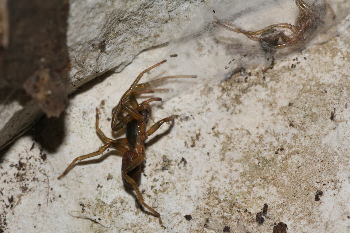 Harpactea sp.