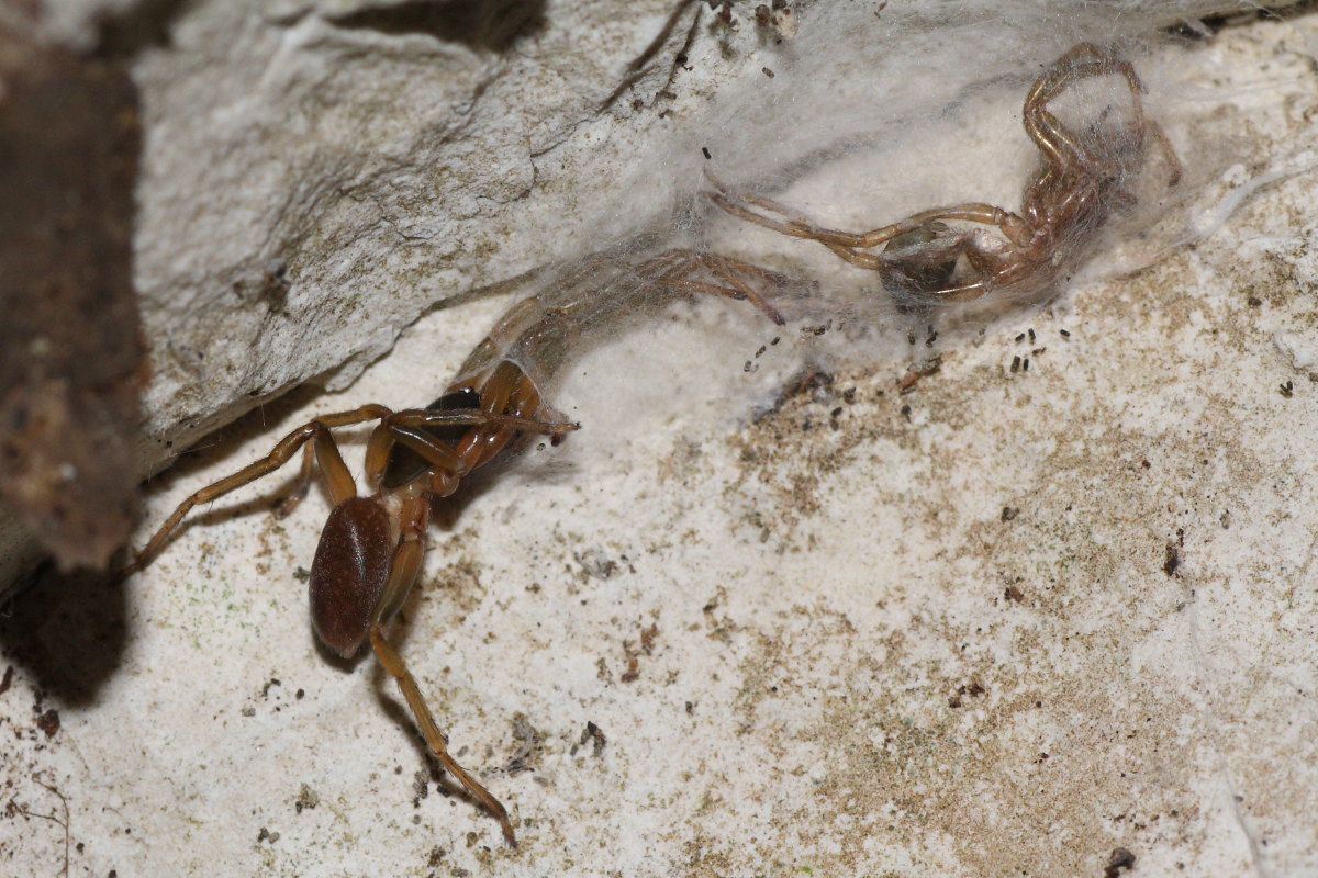 Harpactea sp.