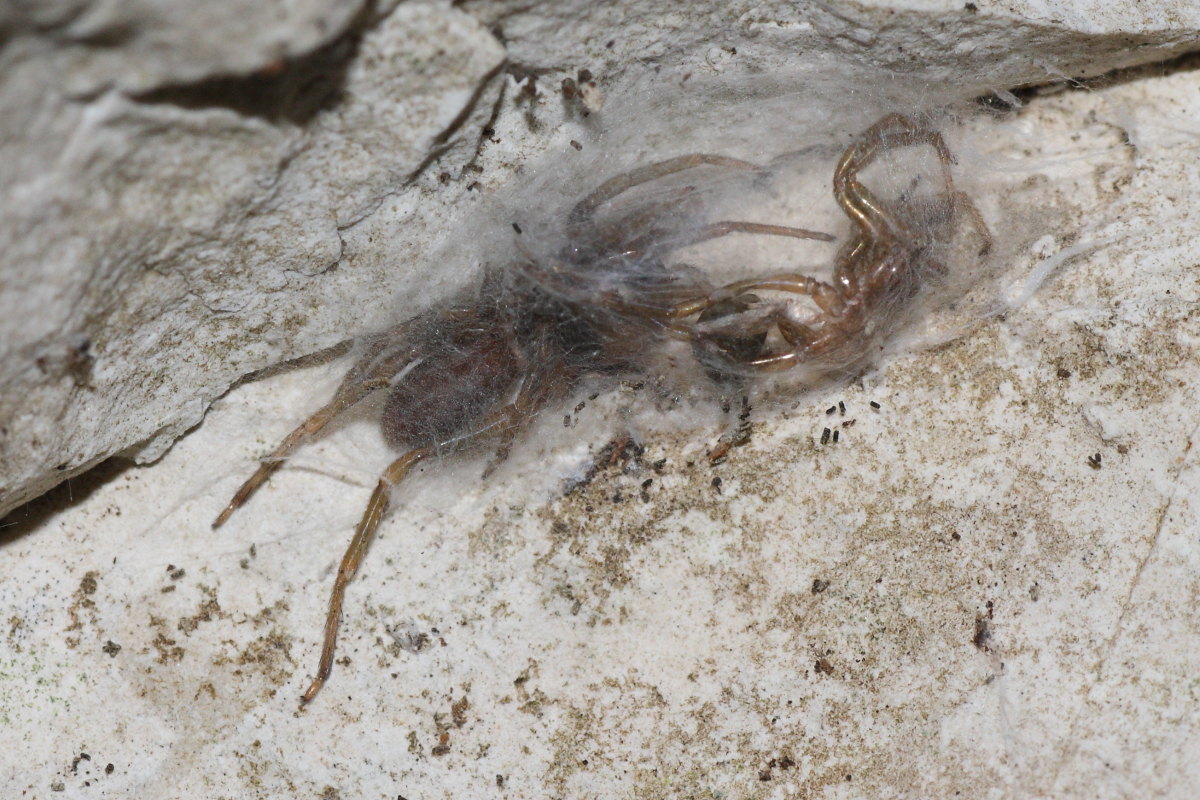 Harpactea sp.