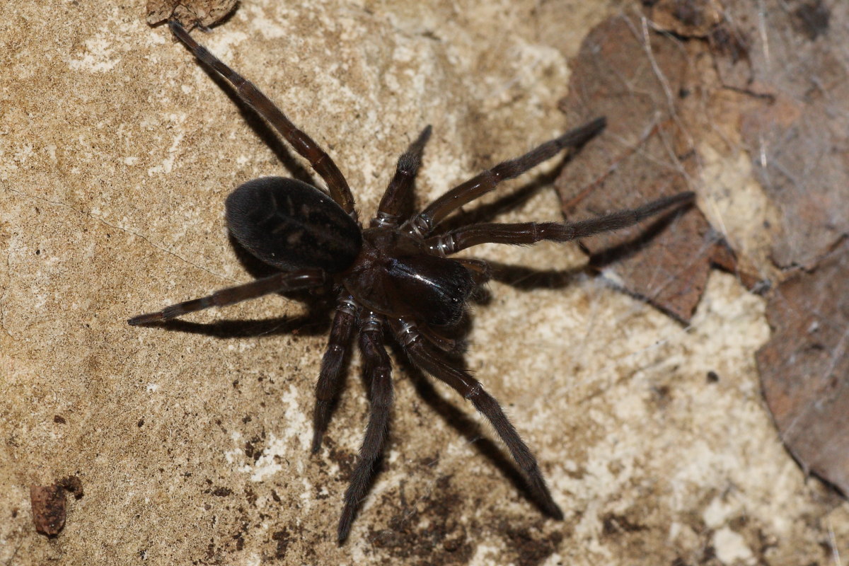 Amaurobius sp.