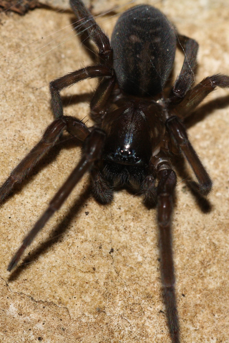 Amaurobius sp.