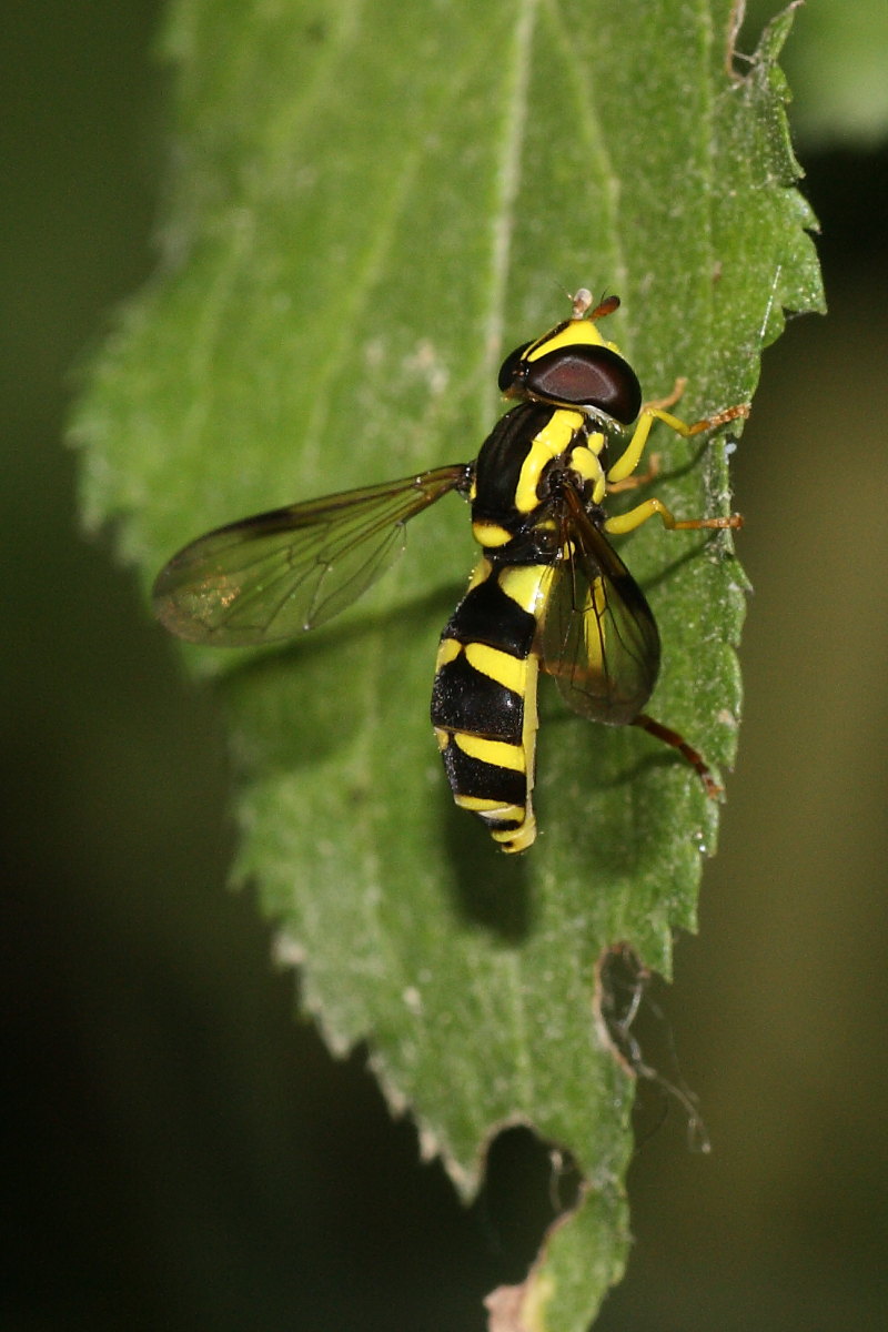 Sirfide da identificare