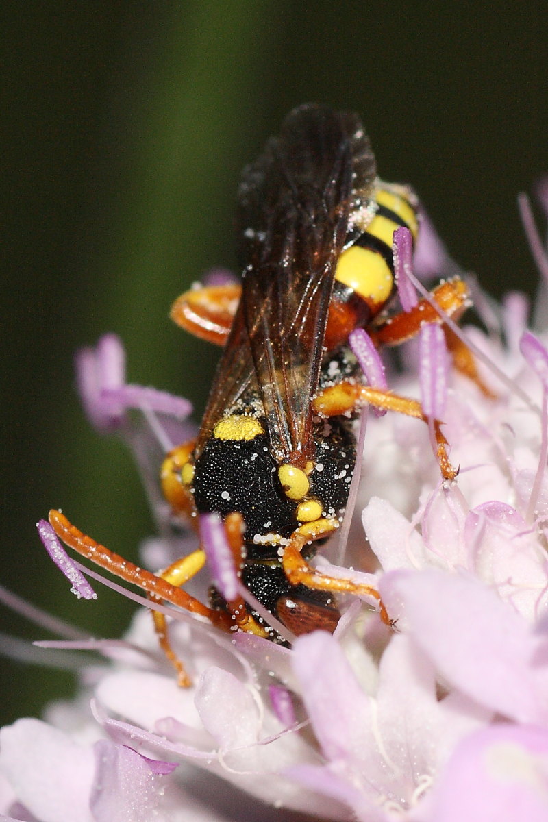 Nomada sp.
