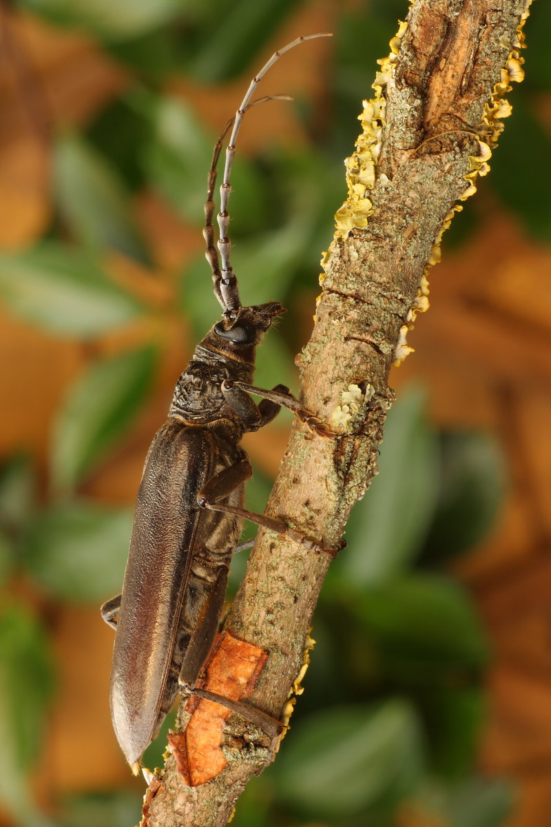 Cerambyx welensii